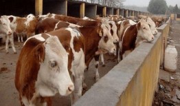 大驴爆料胜仔视频大全最新,胜仔视频大全精彩瞬间大盘点